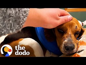 Woman Finds The Saddest Beagle On The Side Of The Road | The Dodo
