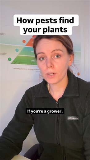 🌱 Shelley | Agronomist & CCA on Instagram: "VOCs are the coolest thing ever. Not only can plants communicate with insects through VOCs, but they also communicate with each other! They can warn each other about pest presence, so the other plants near them get their defenses ready! VOCs attract pollinators, beneficials, and sadly they also attract pests. There are several papers we can look at together analyzing the effects on different nutrients on VOCs. And remember that VOCs are just one piece