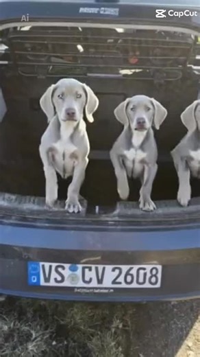 Auch das mussten die Welpen bei mir lernen, ich denke ich hab das gut mit ihnen hinbekommen 😅 mehr auf meiner Seite 😏 https://weimaraner-spirit-of-eywa.de/welpen-futterumstellung-weimaraner/ **Call-to-Action IG FB TT:** vergesst nicht zu folgen für mehr Abenteuer!“ @spiritofeywa / / @hundemenschtrainer / #weimaraner #dog #hund #spiritofeywa #welpen
