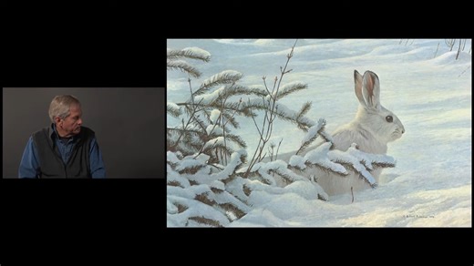 Robert Bateman discusses his painting, Winter - Snowshoe Hare #WildlifeArt #NatureArt #RobertBateman #WildlifePhotography #NaturePhotography #ArtLovers #WildlifeConservation #ArtCollector #CanadianArtist #FineArt #ArtOfTheDay #AnimalArt #WildlifeLovers #ArtGallery #NatureLovers | Robert Bateman