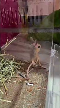 This Mouse Jumps Like a Kangaroo!