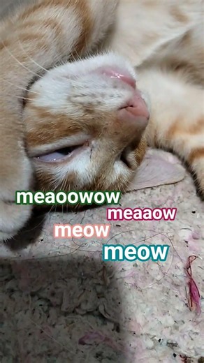 just one of those cute cat sleeping moments #cat #sleep #catshorts