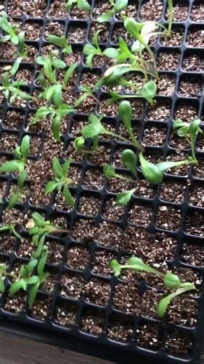 Rootie roooties! #seedlings #greenthumb #seedstarting