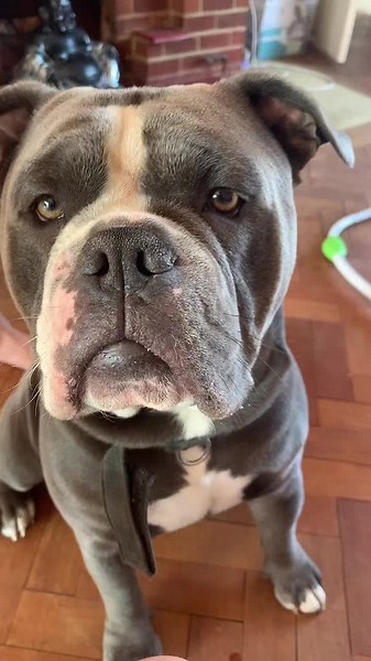 Olde English Bulldog Information and Comparison