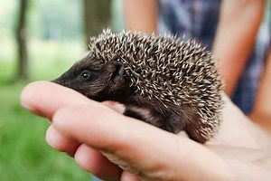« Mission Hérisson », une initiative de la Ligue de Protection des Oiseaux pour protéger les petits mammifères