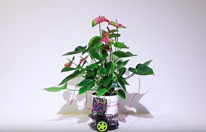 Cyborg Plant Controls a Robot to Move Itself Towards Light