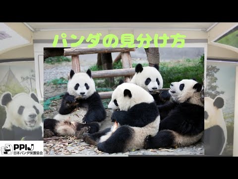 パンダの見分け方