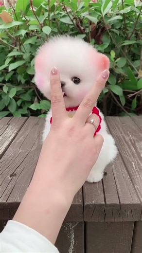 Teacup Dog Breeds / Teacup Puppies Compilation 🐕 Cutest Tiny Dogs #shorts #dog #cute