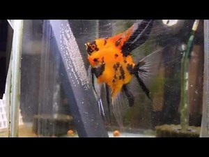 Angelfish: From Our Tank to Yours