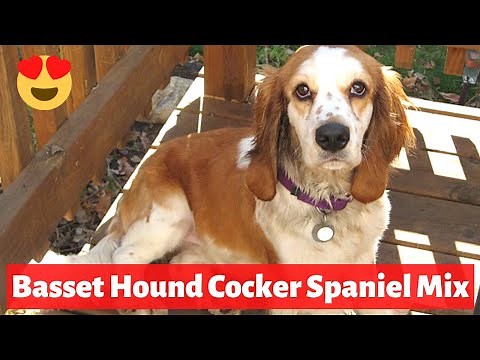 A to Z Guide about Cocker Spaniel Basset Hound Mix | Should you get one for yourself?