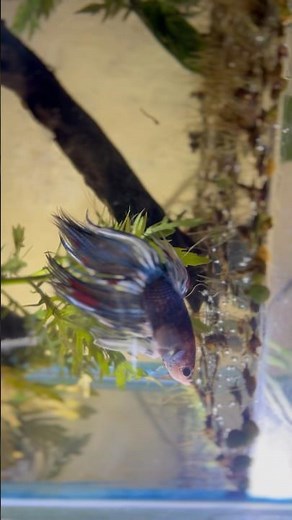 Beautiful Betta Planted Tank Tour ✨ | Aquascape & Fish Setup