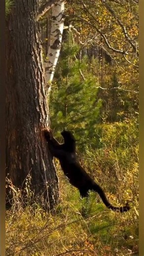 The Big cat , panther scratching #cutecats #cats