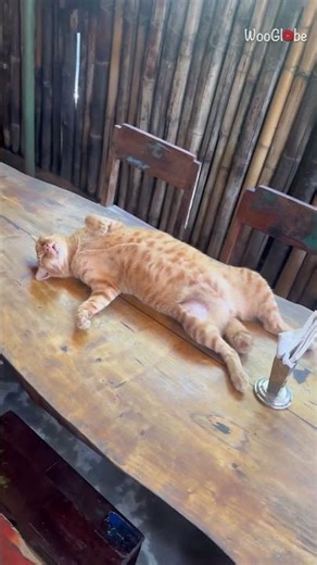 Funny Cat Makes Itself at Home on a Cafe Table || WooGlobe