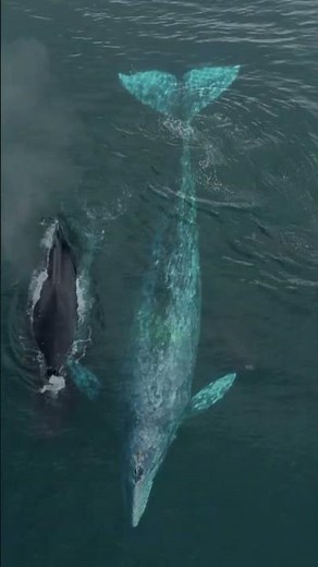 🌊 🐾 From Whistles to Words: Dolphins Speak Back to Humans! 🌟#shorts #technology