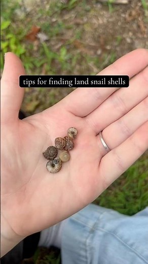 tips for finding land snail shells #snail