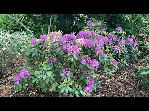 DANDY MAN® Purple Rhododendron | Garden Crossings