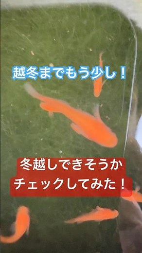 メダカの冬越しチェック！越冬までもう少し！ #改良メダカ #アクアリウム