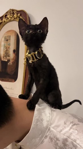 Like a king #devonrex #devonrexcat #cat #catsoftiktok #catbaby #socute #kittycat #catlover #devon #cute #devonrexes #dollcat #devonrexoftiktok #blackcatsoftiktok #blackcats
