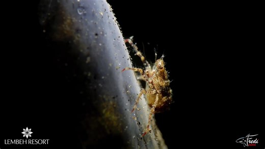 In case you missed it, Lembeh’s Hidden Magic takes you on a mesmerizing journey into the world of the macro critters that call the Lembeh Strait home. Featuring incredible super macro footage, this film reveals the weird and wonderful like never before, up close, personal, and beautifully captured. Make sure to watch with your volume up and immerse yourself in the hidden magic beneath the surface. #LembehResort #LembehStrait #BoutiqueDiveResort #DivingIndonesia #DivingNorthSulawesi | Lembeh Reso