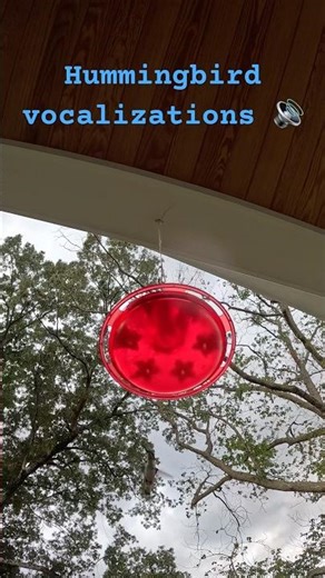 Noisy little hummingbird #birds #animal #birdvocalization #nature #wildlife