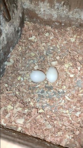 Cockatiel Pair Egg Hatching Time | Cockatiel Bird Breeding Progress #birds #cockatiel #parrot