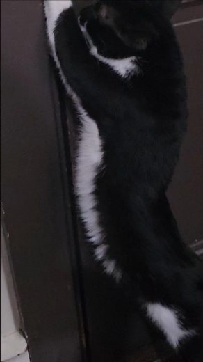 Marcie Wants To Go Outside