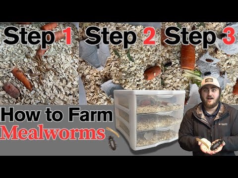 How to Farm Mealworms (INFINITE GLITCH!)