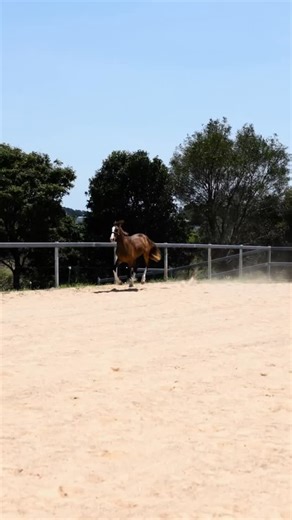 14 reactions · 4 comments | FOR SALE | Belrieve CALEX ✨ Flashy,...