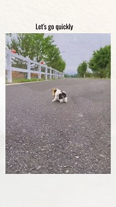 Let s go quickly | Ray vines