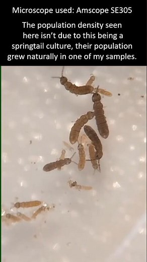 Springtail facts. Springtail under the microscope.