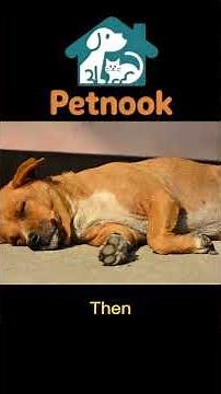 Dog Sleeping Positions Explained ❤️