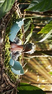 “Toucan Chick Hatches in Sunlit Jungle 🌿🪶 Nature’s Colorful Beginning ✨ #Shorts”