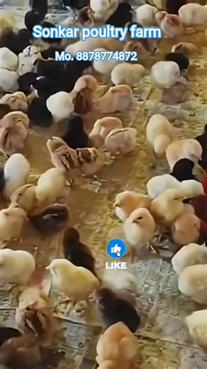 🔥 2000+ Aseel Cross Chicks Full Farm View 🐥 #shorts