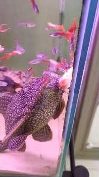 Pleco Lets Guppies Eat Fried Chicken First, Then Finishes It Off!