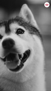 Support your dog's health with supplements they'll love. | Royal Canin