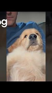 Golden Retriever Puppy Gets Hiccups || ViralHog