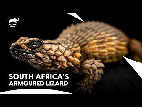 Armadillo Girdled Lizard - South Africa’s Micro-Dragon | Little Giants s1 ep6 | Animal Planet India