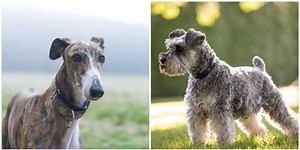 Revealed! 4 best dog breeds for people who live alone