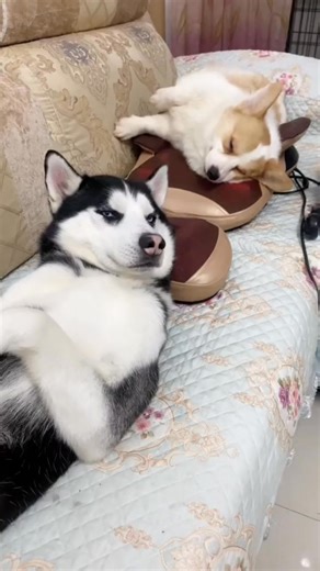 massage day😁 | Hello Husky