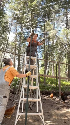 103K views · 3.5K reactions | The hawk struck again and took our 3rd chicken! We need to improve security in the chicken coop! | Sama Louisaa | Facebook