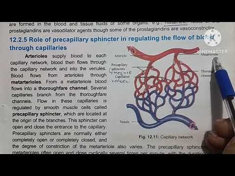 Role of arterioles in vasoconstriction and vasodilation.. precapillary sphincter