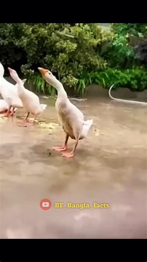হাঁসগুলো আকাশের দিকে তাকিয়ে আছে কেন 😱 #trending #viral #shorts
