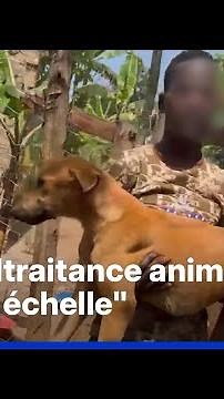 Uganda: abused dogs used by scammers to trick donors on TikTok