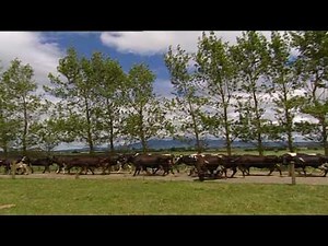 Drumlea Farm - Waikato Dairy Farm, New Zealand SOLD