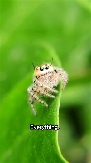LifeUndrGlass on Instagram: "Jumping spider eyes are crazy man. Tiny g explains the tech"