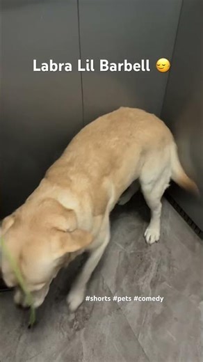 #shortsfeed #shortsfunny #dog #womantrabyshankhita
