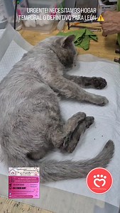 URGENTE ⚠️ Necesitamos hogar temporal o definitivo para nuestro pequeño campeón León. El fue rescatado entre los escombros de los incendios en Lirquen. Es un gatito exquisito que solo necesita cariño. El es que esta mejor de los 5 gatitos que tenemos hospitalizados en Clinica Veterinaria de la MV Maria Cecilia en San Pedro de la Paz. No requiere mayores cuidados. Una vez recuperado se castrara y comenzará con su calendario de vacunas. Si alguien le desea brindar hogar temporal o definitivo que n