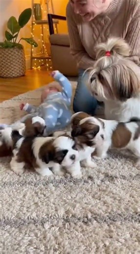 Baby imitates Shih Tzu and falls! 😂🐶