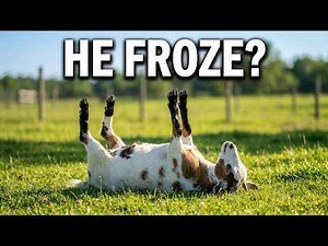 This Goat Freezes and Falls Over 😳 (Not What You Think)