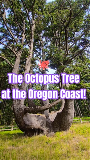 The Octopus Tree! 🐙🌲 #oregoncoast #oregon #hiking